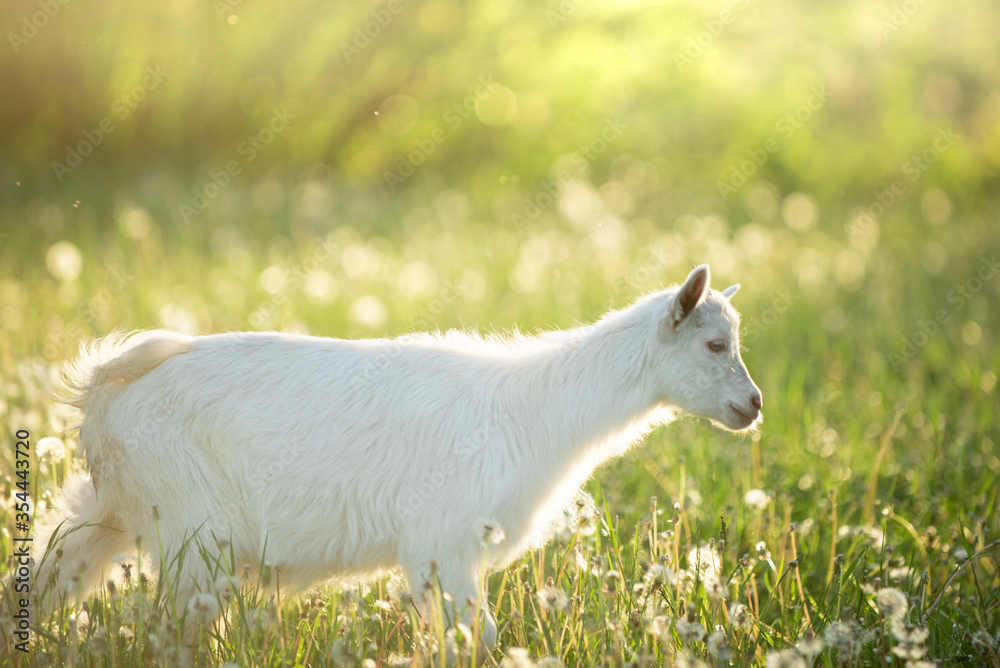 Obraz premium portrait of a snow-white goatling that grazes on a green meadow with dandelions on a bright summer sunny day
