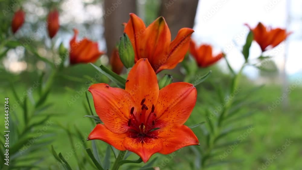 The orange lily flower in harmony and the silence in the countryside. The ants and a beautiful flower. The orange lily flower in harmony and the silence in the countryside. The ants and a beautiful flower.