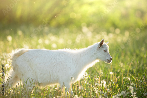 portrait of a snow-white goatling that grazes on a green meadow with dandelions on a bright summer sunny day