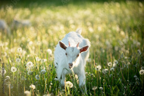 Fototapeta Naklejka Na Ścianę i Meble -  portrait of a snow-white goatling that grazes on a green meadow with dandelions on a bright summer sunny day