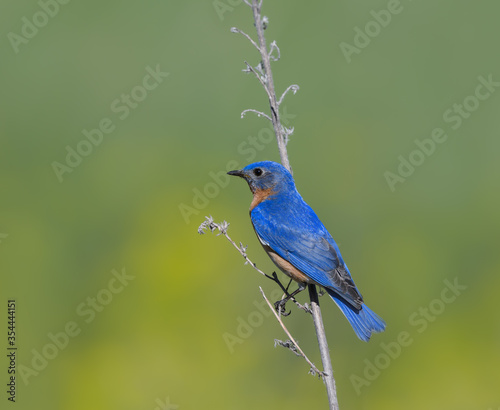 Male Eastern Bluebird on Green Background © FotoRequest