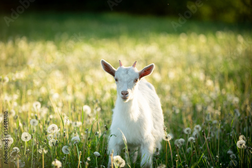portrait of a snow-white goatling that grazes on a green meadow with dandelions on a bright summer sunny day