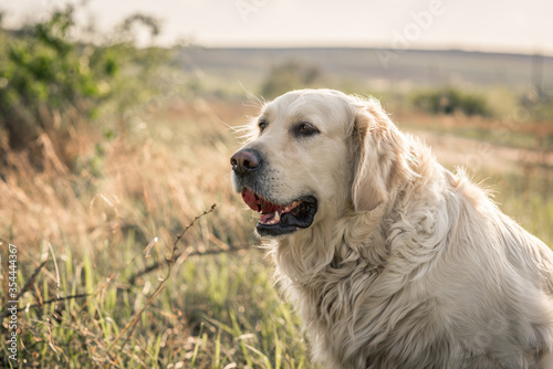 Golden retriever dog / labrador / on the grass on a background of green nature