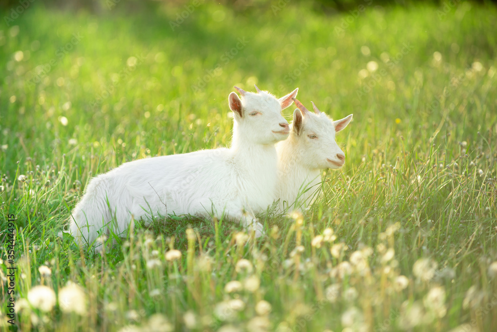 Fototapeta premium two snow-white kid goats next to each other graze on a green meadow with dandelions on a bright summer sunny day