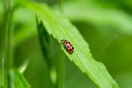 Pink Spotted Lady Beetle in Springtime