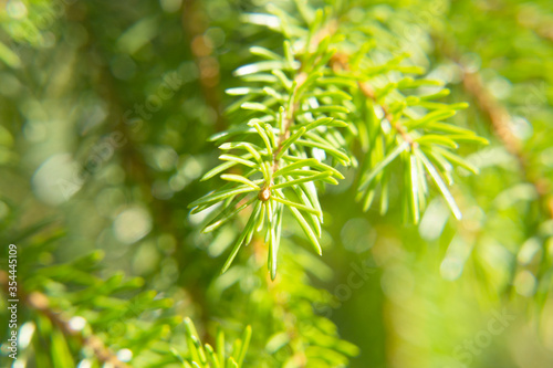 pine branch or pine trees, coniferous forest, young bumps. summer landscape