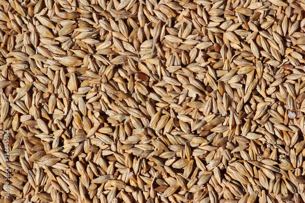 Crop of barley grain as background Crop of barley grain as background