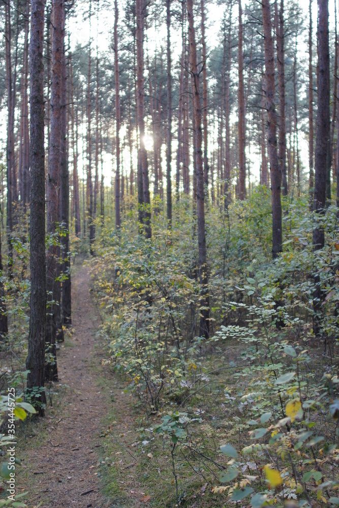 Fototapeta premium Autumn in the european forest