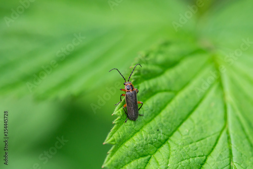 Two Lined Leatherwing Beetle in Springtime