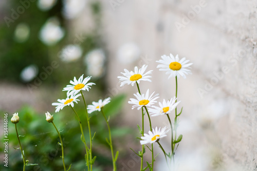 Garden camomile flowers  field with camomiles  camomile closeup  natural antiseptic. Selective focus