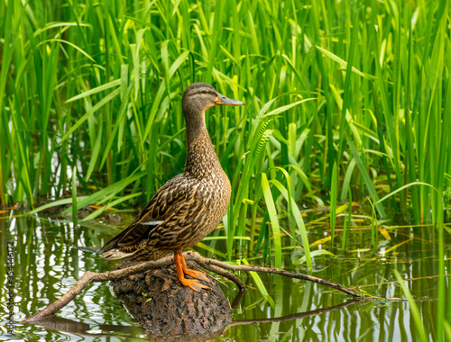 portrait of a beautiful wild duck on a natural background of green bulrush