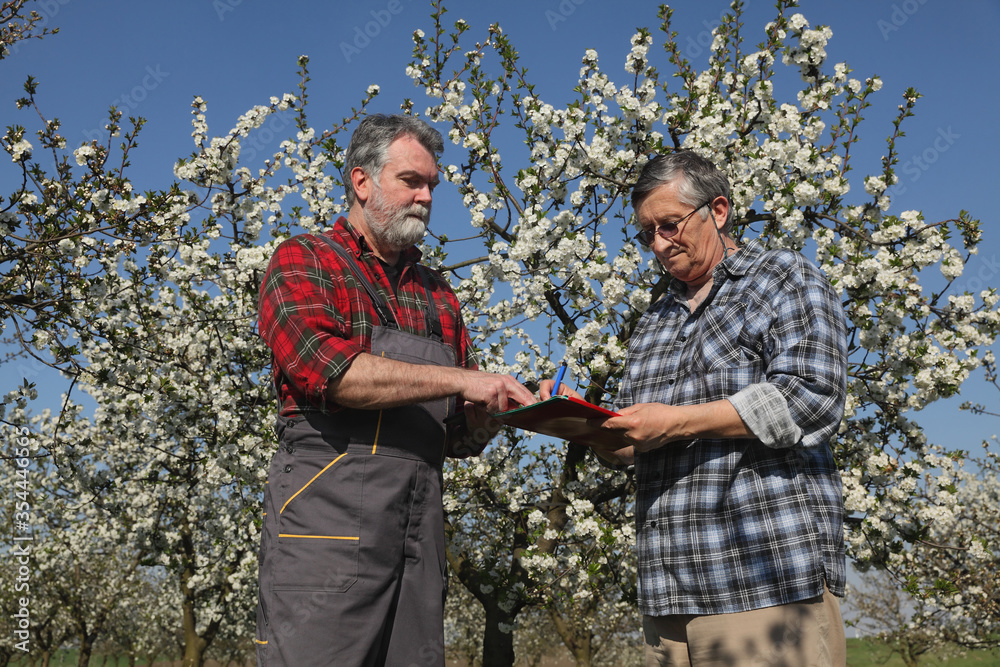 Agronomist and farmer inspecting blooming cherry trees in orchard, and writing
