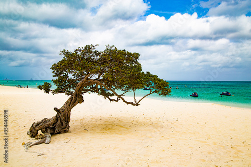 Fototapeta Naklejka Na Ścianę i Meble -  Divi Dive Tree on the shoreline of Eagle Beach in Aruba, Caribbean.