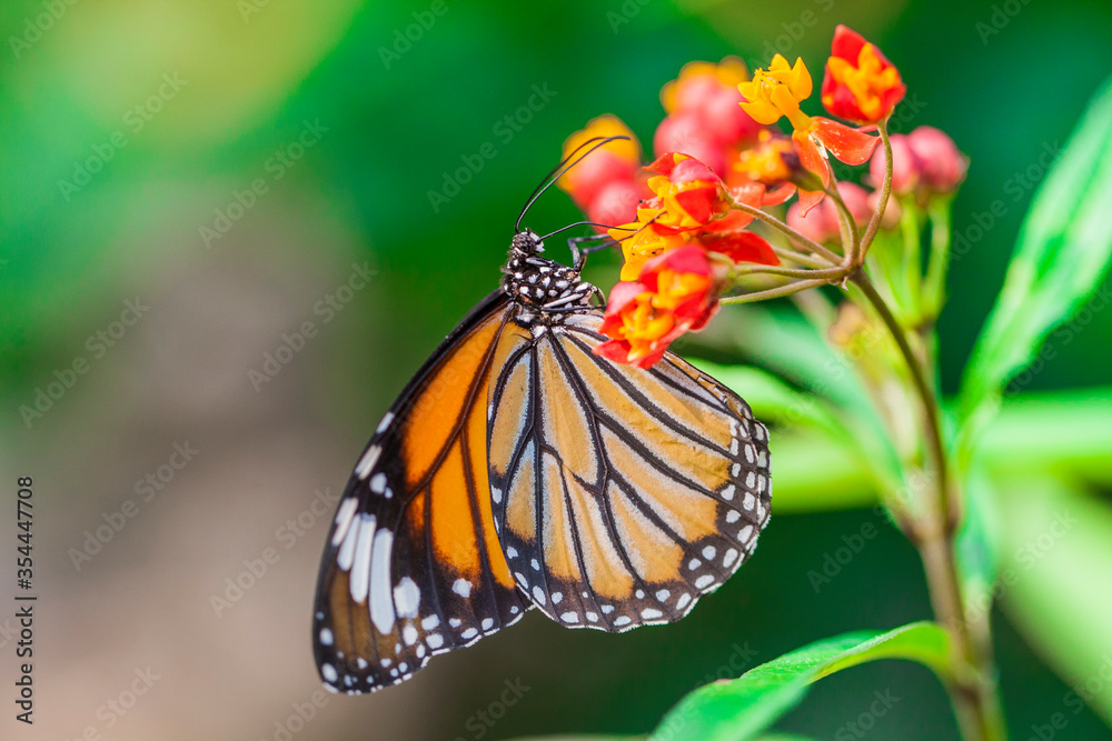 Fototapeta premium 왕나비