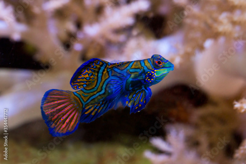  Mandarinfish, mandarin dragonet (Synchiropus splendidus).