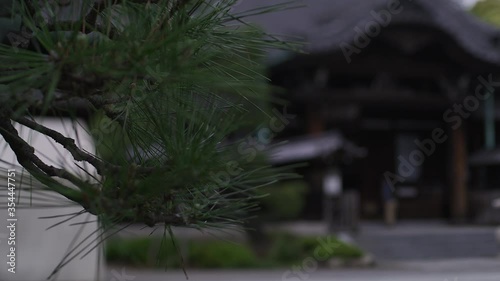 Focal pull from bush to temple entrance in Tokyo, Shot on RED Helium 8K with 50mm lens photo