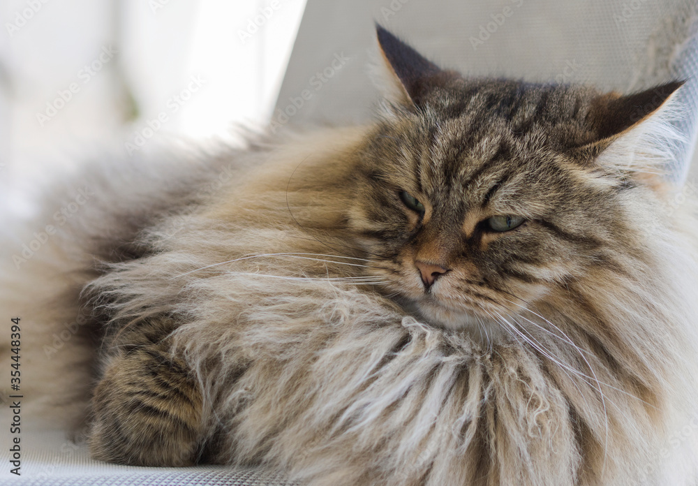 Siberian breed of cat in relax on a chair. Hypoallergenic pet with brown long hair