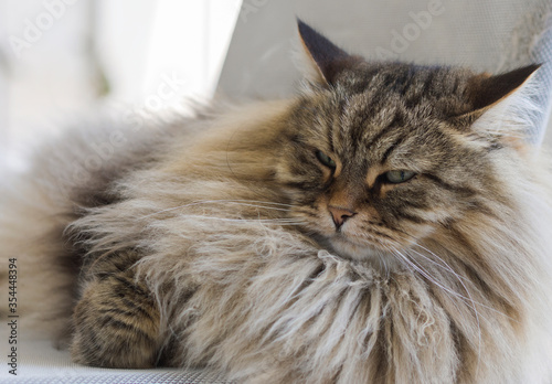 Siberian breed of cat in relax on a chair. Hypoallergenic pet with brown long hair