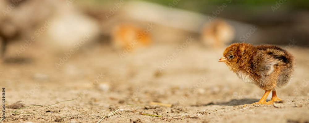 portrait of Easter little fluffy yellow chicken walking in the yard of the village on a Sunny spring day portrait of Easter little fluffy yellow chicken walking in the yard of the village on a Sunny spring day
