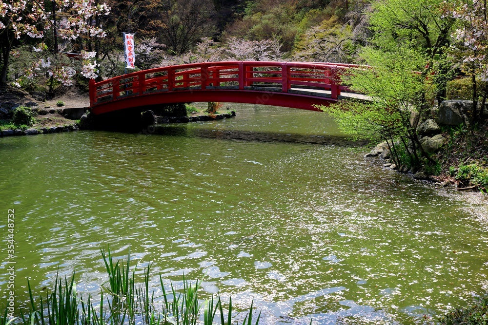 公園の池に散る桜の花びらの花イカダ