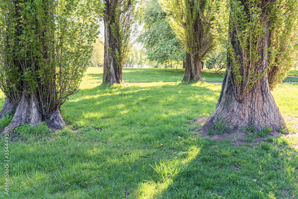 Alleys and lawns of the park on a sunny day, soft focus, focus to the foreground, blurry background Alleys and lawns of the park on a sunny day, soft focus, focus to the foreground, blurry background
