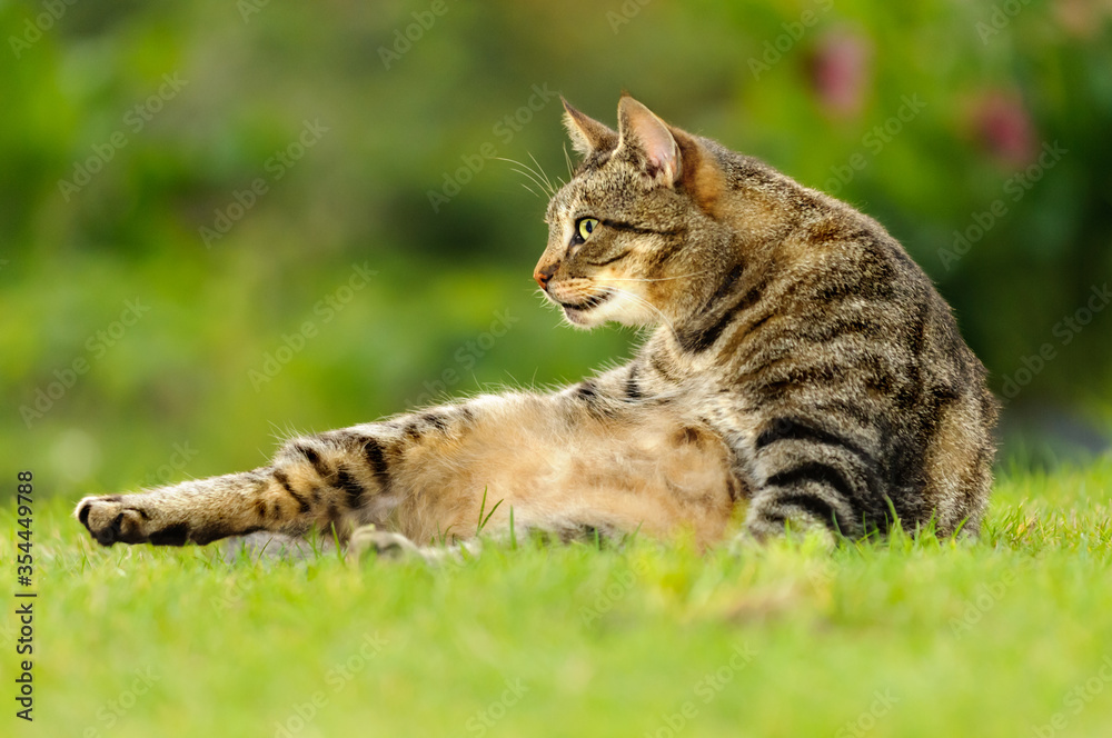 Cat in profile with outstretched hind paw. Gaze. Summer. Blurred foreground and background. Selective focus. Cat in profile with outstretched hind paw. Gaze. Summer. Blurred foreground and background. Selective focus.
