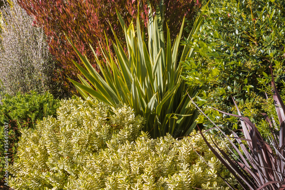 ornamental garden with New Zealand native plants background Stock Photo ...