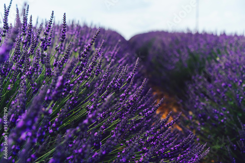 scenery beauty of nature, close up view of blooming lavender flowers © BullRun