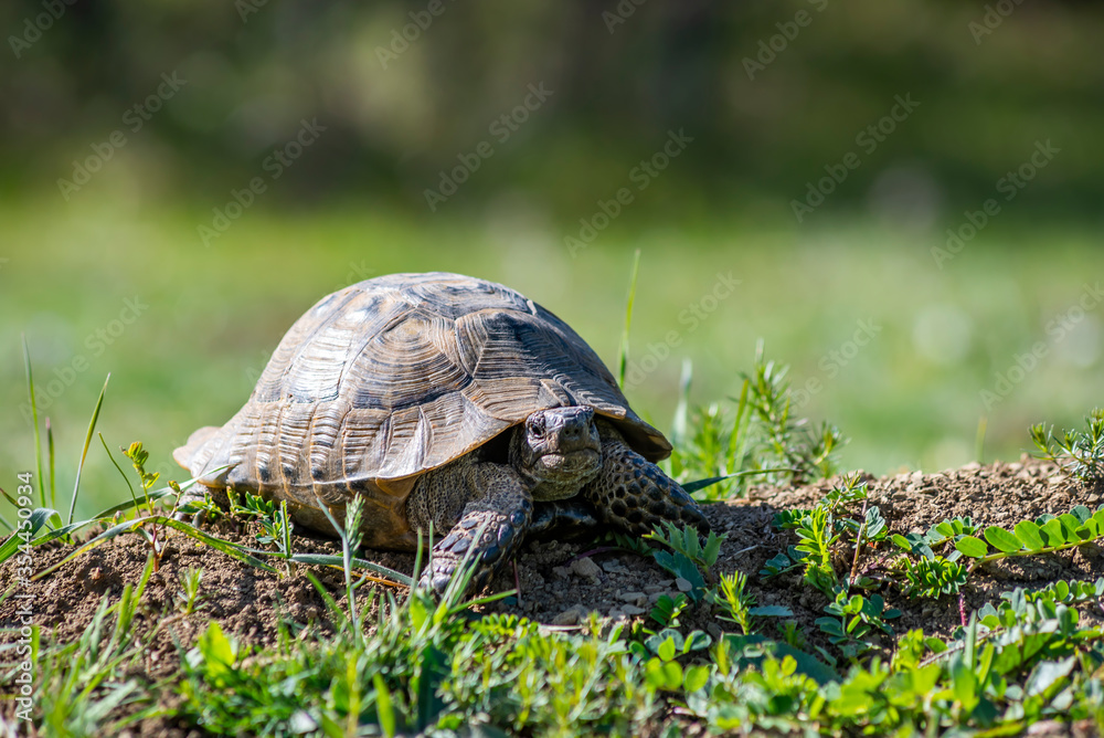 Closeup of a beautiful turtle portrait. Turtle crawling on a green grass Closeup of a beautiful turtle portrait. Turtle crawling on a green grass