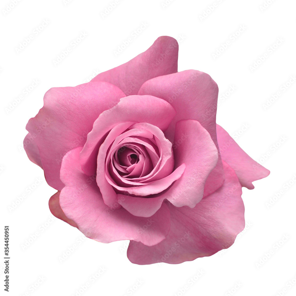 Pink head rose flower isolated on white background. Wedding card, bride. Greeting. Summer. Spring. Flat lay, top view. Love. Valentine's Day Pink head rose flower isolated on white background. Wedding card, bride. Greeting. Summer. Spring. Flat lay, top view. Love. Valentine's Day