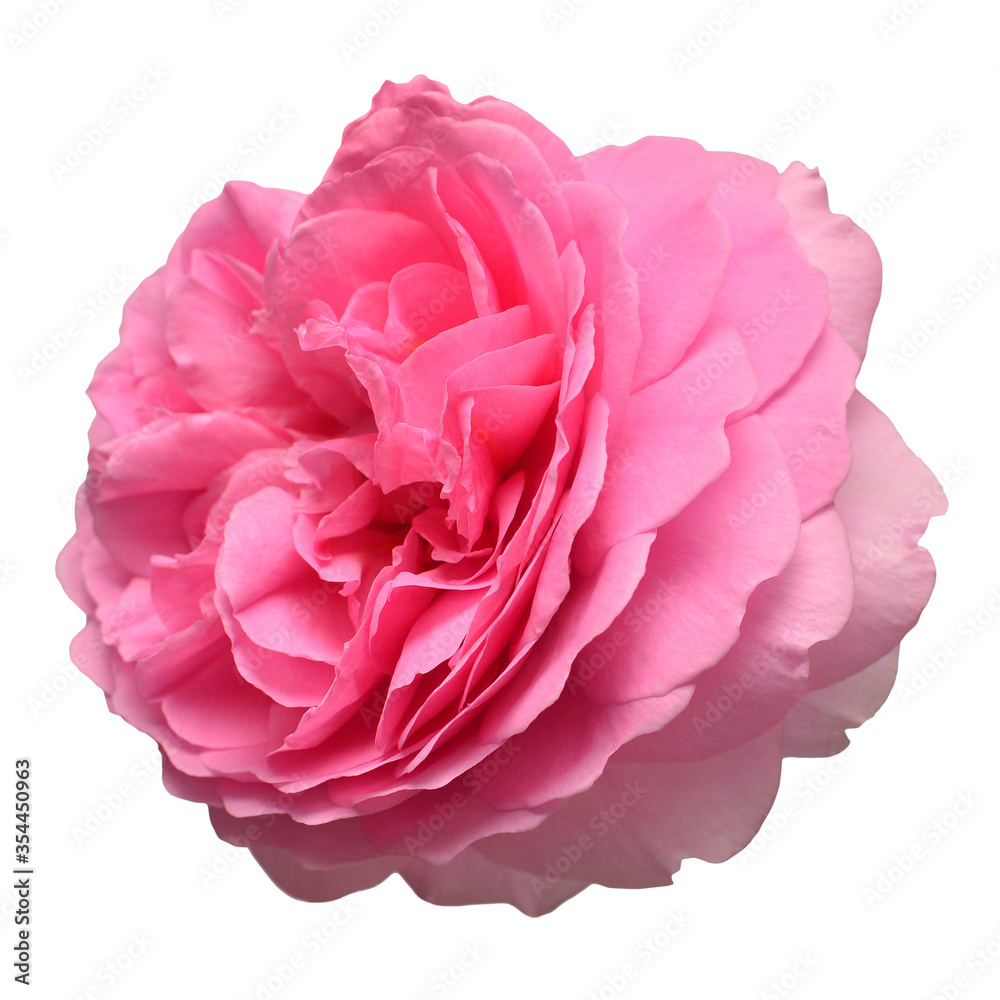 Pink head English rose of David Austin isolated on white background. Macro flower. Wedding card, bride. Greeting. Summer. Spring. Flat lay, top view. Love. Valentine's Day