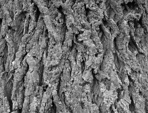 Bark of tree