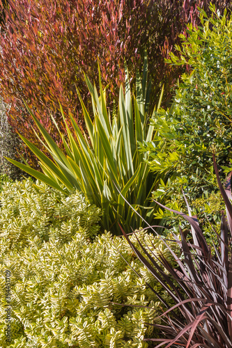 closeup of New Zealand native plants growing in ornamental garden