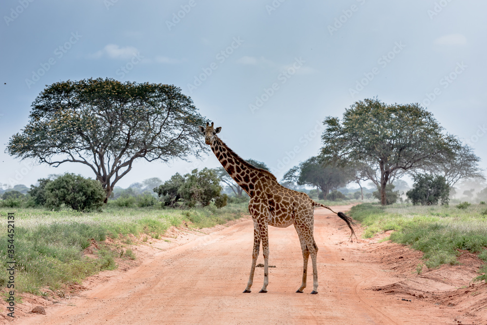Obraz premium A giraffe in the wild