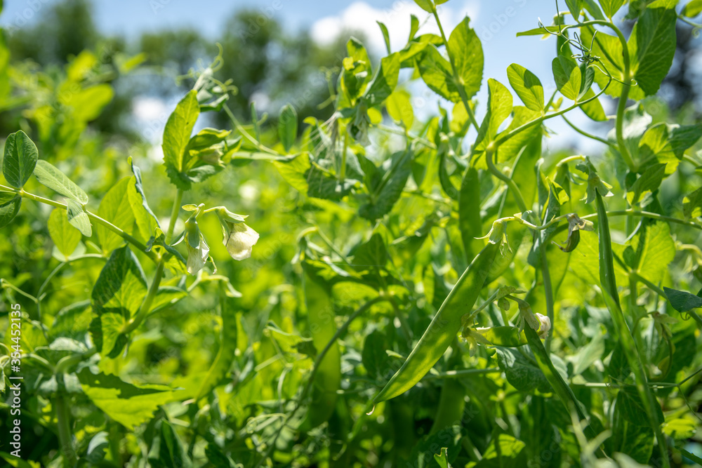 growing green sugar peas in organic quality without pesticide on the farm growing green sugar peas in organic quality without pesticide on the farm