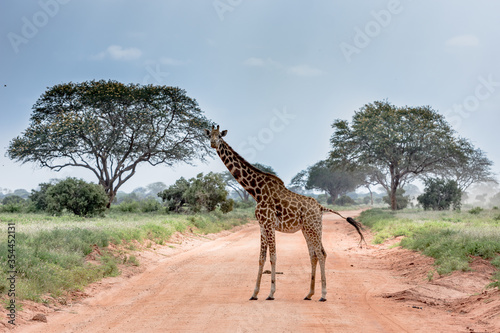 A giraffe in the wild