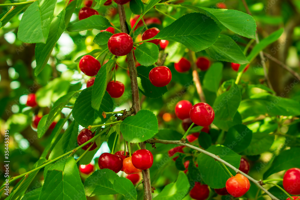 Red berries on a branch