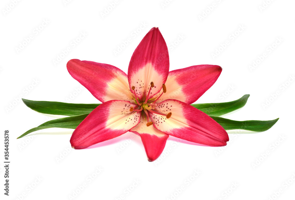 Beautiful delicate pink lily macro with leaf isolated on white background. Wedding, bride. Fashionable creative floral composition. Summer, spring. Flat lay, top view. Love. Valentine's Day