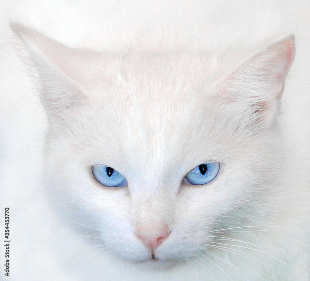 portrait of a white cat with blue eyes on a light background