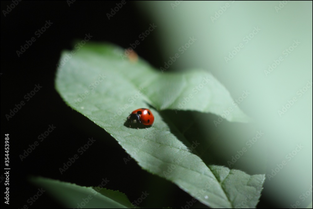 Obraz premium Lady bug on leave