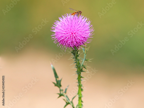 Spiny plumeless thistle with purple flower, Carduus acanthoides 