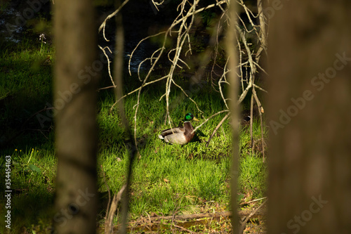 Duck Mallard drake in the forest