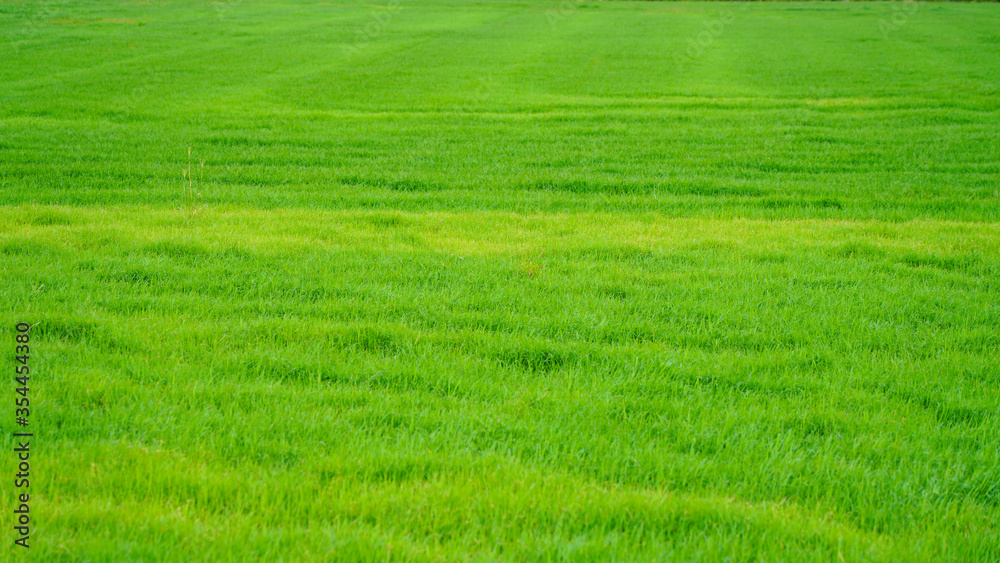 Green grass texture, bright lawn, natural background, summer meadow, aerial view from a drone on a vegetable field