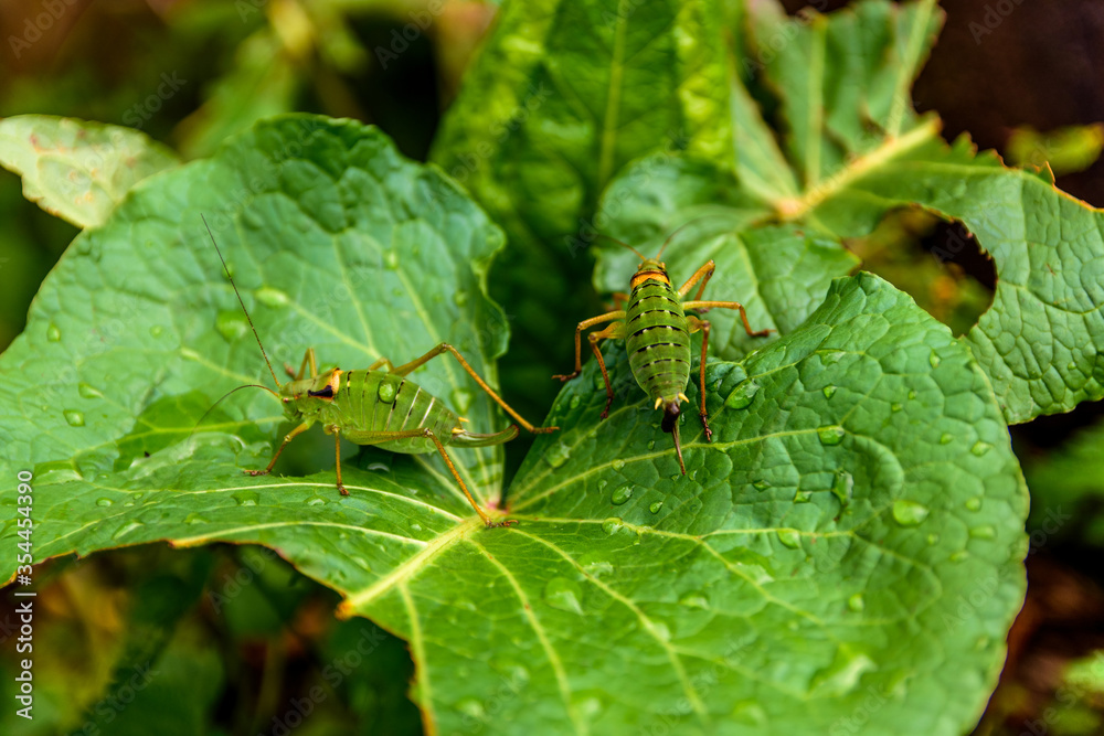 Two green and orange insects on leaves in Fagaras mountains, Romania Two green and orange insects on leaves in Fagaras mountains, Romania