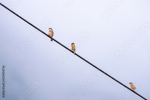 Sparrow sitting on wire against the blue sky. Three birds are sitting together, two are sitting far from each other. Social Distancing concept.