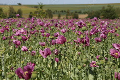 Field of red violett Poppy Flowers in Summer