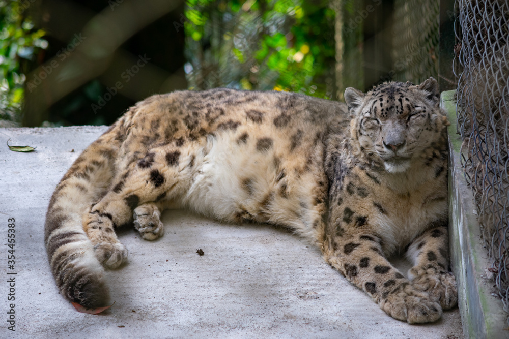 Snow leopard. also known as the ounce. Snow leopard. also known as the ounce.