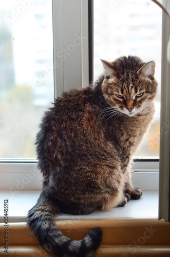 Close-up of a beautiful tabby black brown gray cat sits on the windowsill in the apartment