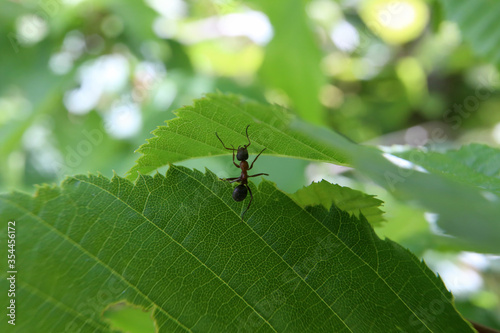 Black ant runs on a green leaf photo