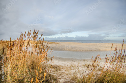 Sandy beach with yellow tall grass bushes near the sea in Germany.